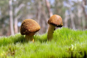 世界游泳赛事退役选手职业转型峰会召开，世界游泳联赛